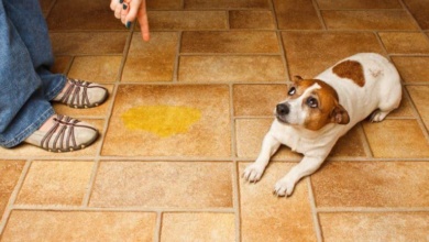 truque para evitar que cão não urine pela casa toda