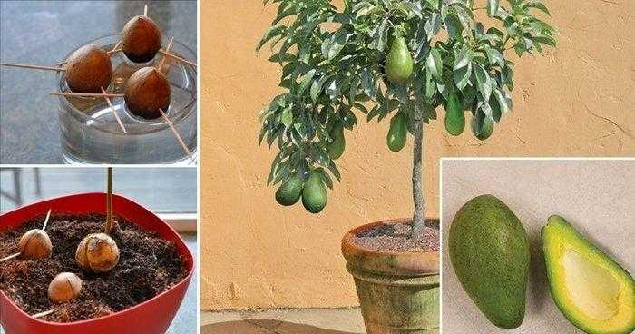 Veja como plantar abacate em um pequeno vaso na sua casa