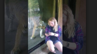 Grávida decide tirar selfie com tigre! Veja a reação do animal quando descobre a barriga da mulher
