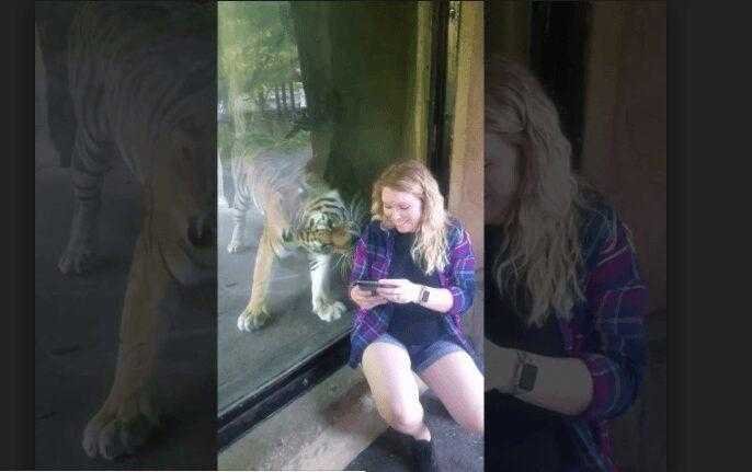 Grávida decide tirar selfie com tigre! Veja a reação do animal quando descobre a barriga da mulher