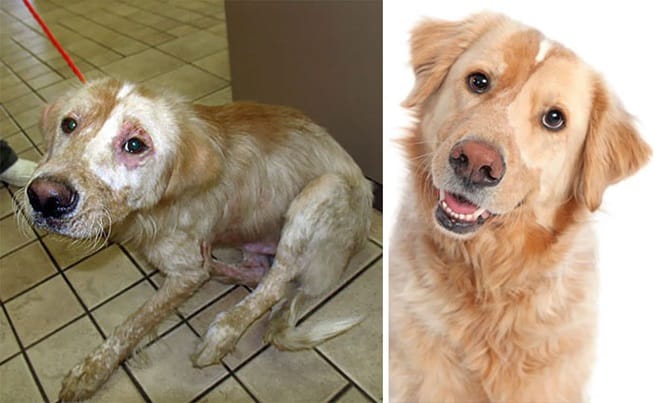 20 imagens inacreditáveis de cães antes e depois de serem resgatados