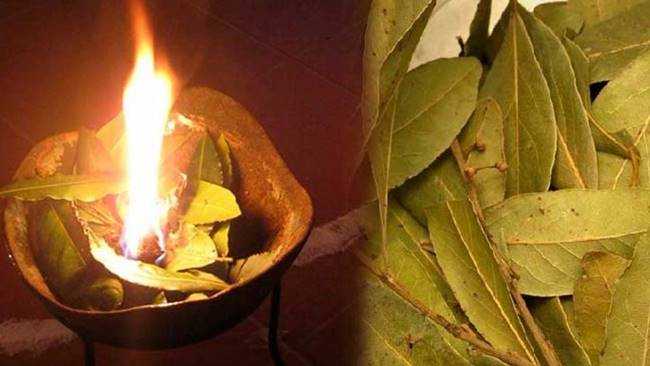 3 benefícios de queimar folhas de louro em sua casa d