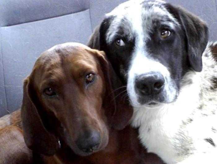 Cão de abrigo prestes a ser adotado se recusa a ir embora sem seu melhor amigo d