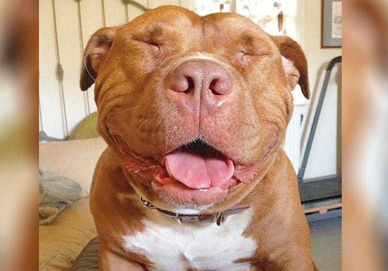 Pitbull não consegue parar de sorrir depois de ser adotado