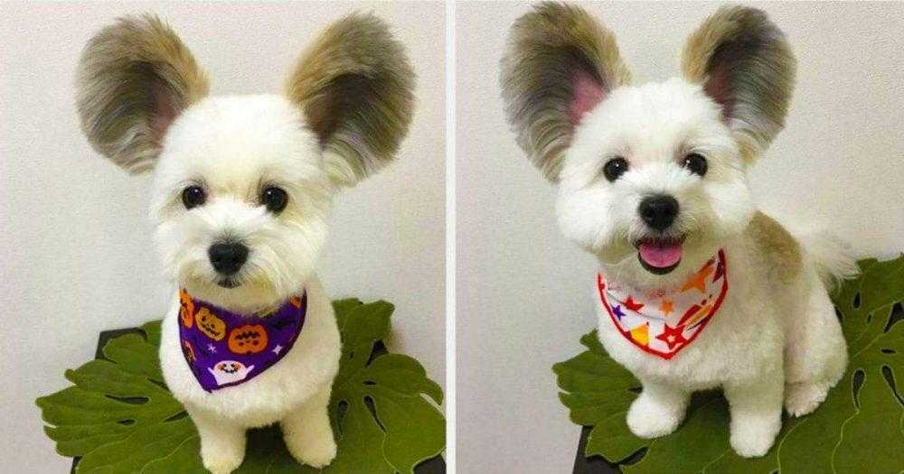 Cãozinho com orelhas de rato está encantando a internet
