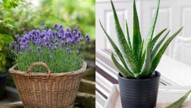 Conheça as plantas que purificam o ar