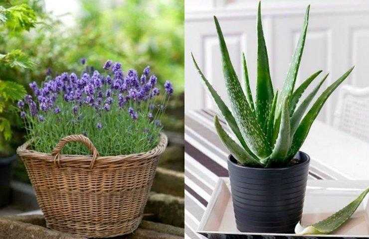 Conheça as plantas que purificam o ar