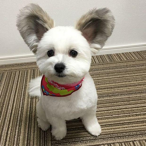 cão com orelhas de rato (1)
