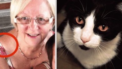 O comportamento estranho desse gato salvou a vida de sua dona