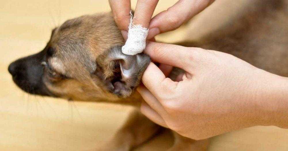 Como limpar as orelhas do cachorro