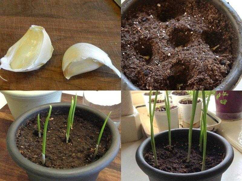 Como plantar alho em apartamento facilmente