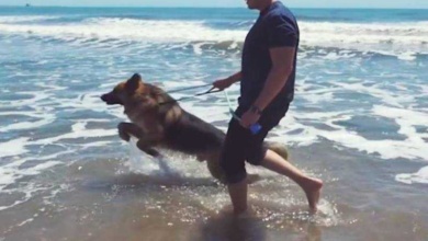 Cão acorrentado por 5 anos vê o mar pela primeira vez e uiva de alegria