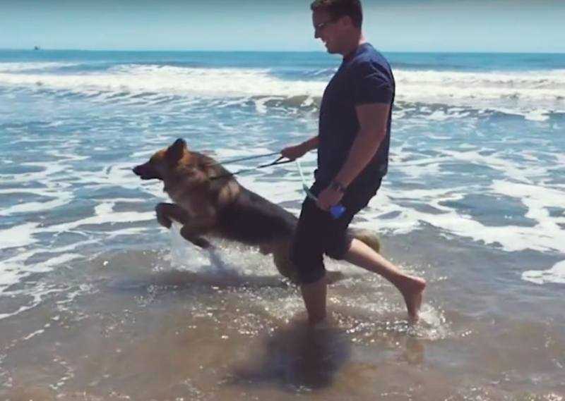 Cão acorrentado por 5 anos vê o mar pela primeira vez e uiva de alegria