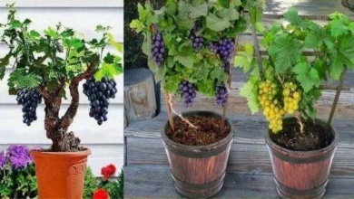 Como cultivar uvas em casa