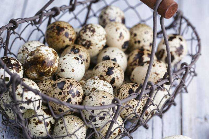 9 Benefícios do ovo de codorna