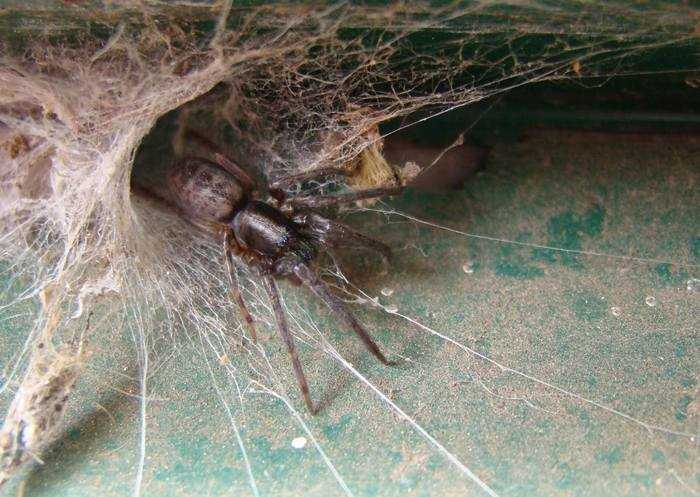 Como acabar com teias de aranha em casa
