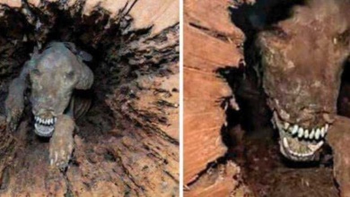 A verdade por trás do cachorro preso dentro de uma árvore por 50 anos que impactou o mundo