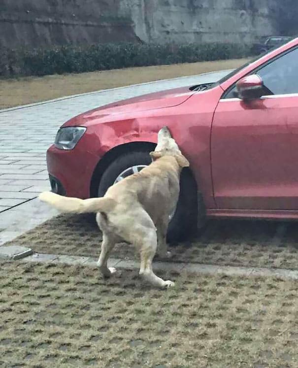 Após tomar um chute, cachorro de rua chama sua gangue e destrói carro do agressor d