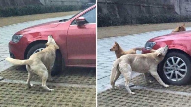 Após tomar um chute, cachorro de rua chama sua gangue e destrói carro do agressor