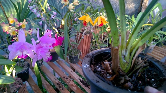 Como-plantar-orquídeas-na-terra