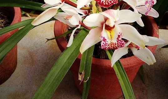 Como-plantar-orquídeas-na-terra