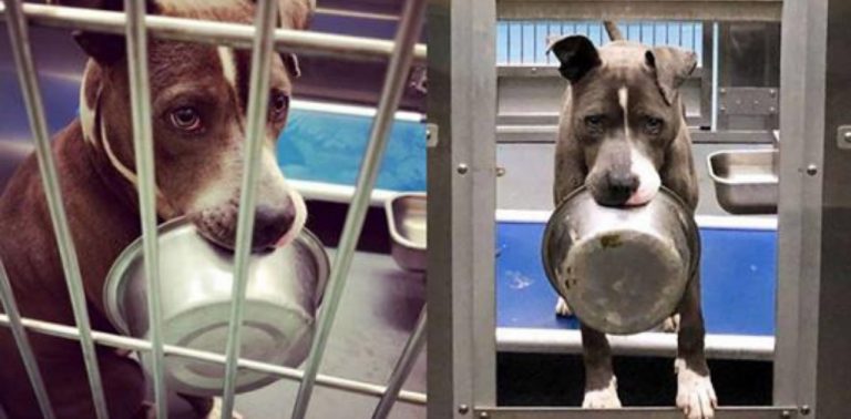 Cachorro abandonado em abrigo se recusa a ser adotado sem sua tigela de comida