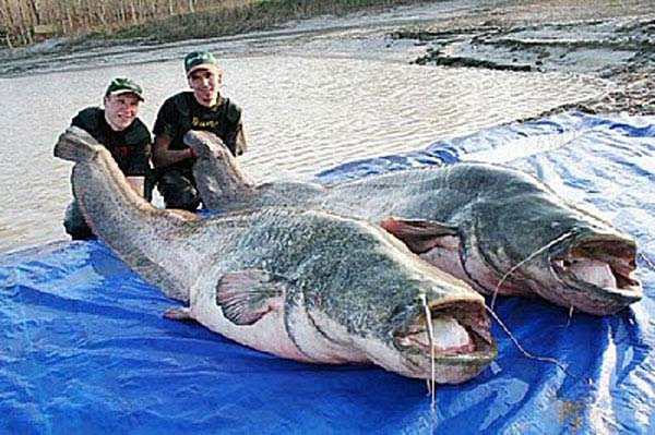 7.) Mekong catfish: These giant fish are found in China’s polluted waterways. They can grow up to 10.5 feet long and feed on the nightmares of children (we can only assume).