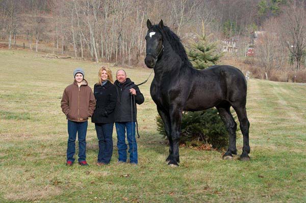 1.) Percheron supremo campeão mundial: Este enorme cavalo está 19 mãos de altura e é um campeão do mundo por uma boa razão.