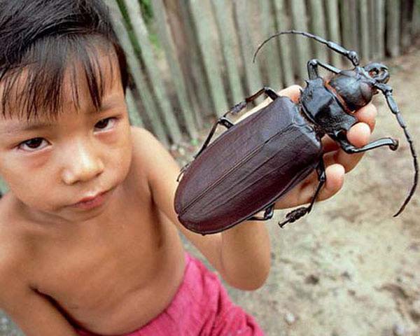 6.) This beetle is found in South America, and the titan beetle is second only to the Hercules beetle in size. It can grow up to 6.5 inches.