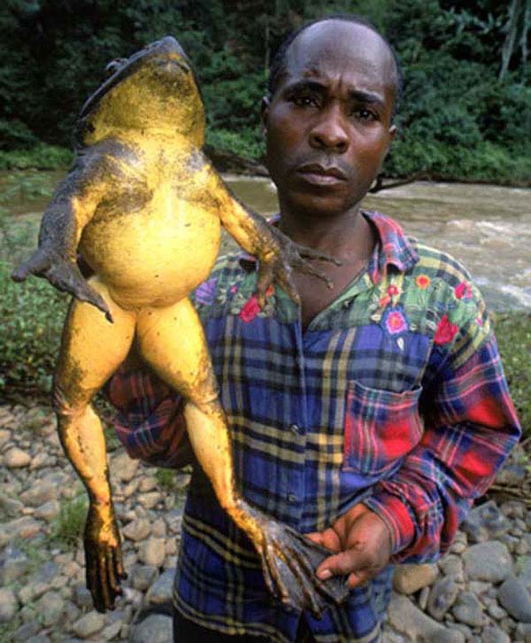 11.) African goliath frog: You can find these big frogs in Cameroon. They can live up to 15 years and will eat anything: bugs, snakes, other frogs, dreams.