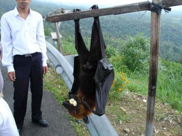 4.) Flying fox: This fruit-eating bat is found in New Guinea and is the largest bat on the planet.