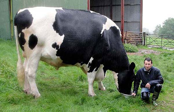 5.) Trigger the cow: Trigger is 6.5 feet tall, 14 feet long and weighs over 1 ton. He could produce 7,665 Big Macs.