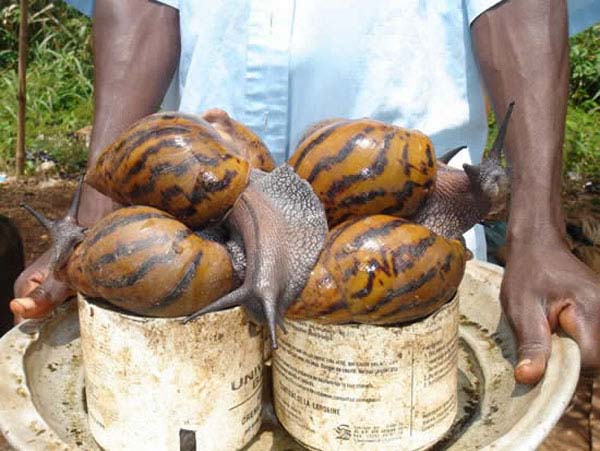 13.) African giant snail: Escargot? More like escar-NO. This giant snail is found in East Africa and can reach up to 8 inches in length. It's a nuisance pest of urban areas, and it spreads human disease.