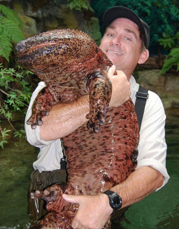 20.) Chinese giant salamander: This lizard can grow up to 6 ft in length, it’s almost completely blind. It’s also the largest amphibian in the world. you can find them in streams and lakes in China.