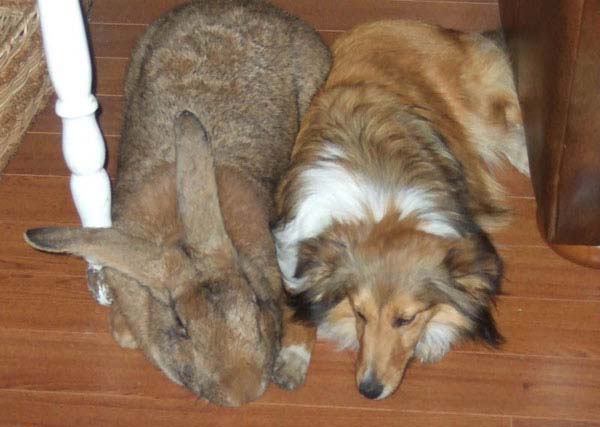 17.) Flemish rabbits: Flemish rabbits are big, but Sandy is one of the biggest. Here she is with her pet Sheltie.