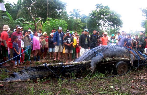 18.) Saltwater crocodile: This is the largest crocodile that was ever captured, over 21 feet long. It was captured alive after a three week hunt.