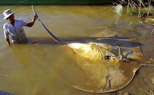 15.) Giant freshwater stingray: Otherwise known as nightmare fuel, these monsters can grow up to 1,300 lbs and are actually endangered. 