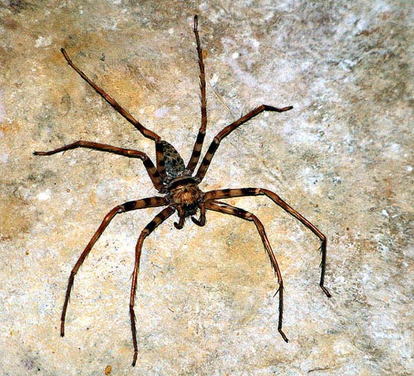 12.) Giant huntsman spider: This giant bird-eating spider can be found in Laos and its much bigger than its cousin in Australia (the land of giant, dangerous animals). It spends its time hiding in the dark in caves (and under your bed).