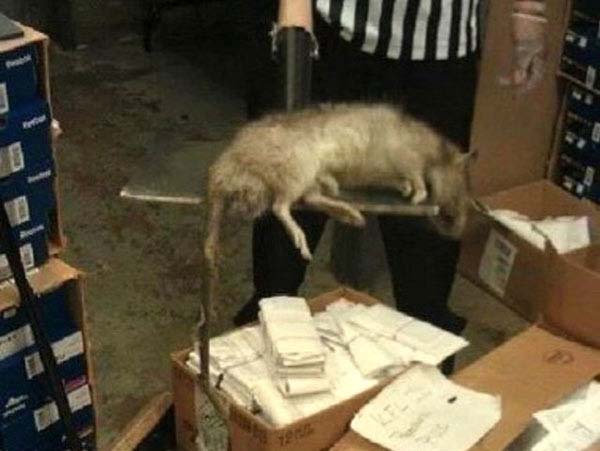 16.) Giant rat: This huge rat was killed in a Bronx, NY Foot Locker back in January of 2012. It looks fake and people should hope it’s fake… but reports seem to indicate this was a real rat that was killed. And it was real big.