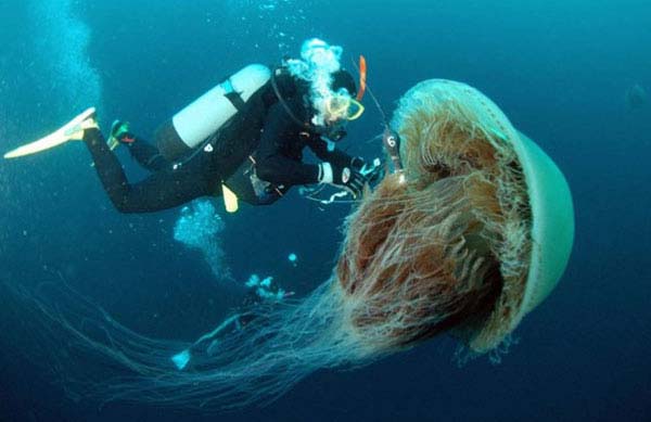 9.) Nomura’s jellyfish: This jellyfish is found off the coast of Japan and can weigh up to 440lbs. It’s about the same size as the lion’s mane jellyfish, the largest in the world. It’s easy to understand how Japan came up with Godzilla.