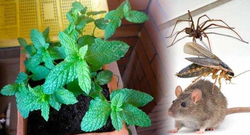 Se você tiver essa planta em sua casa, você nunca verá ratos, aranhas e insetos 01