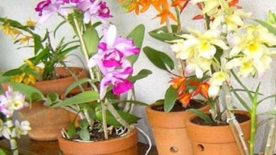 Como plantar orquídeas na terra?