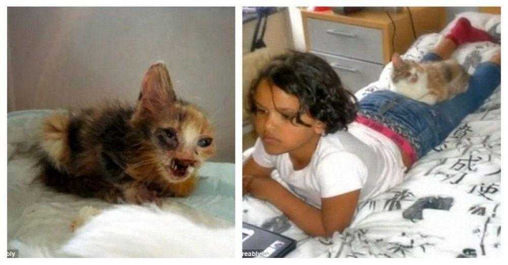 Menina salva gato desfigurado que ninguém mais queria