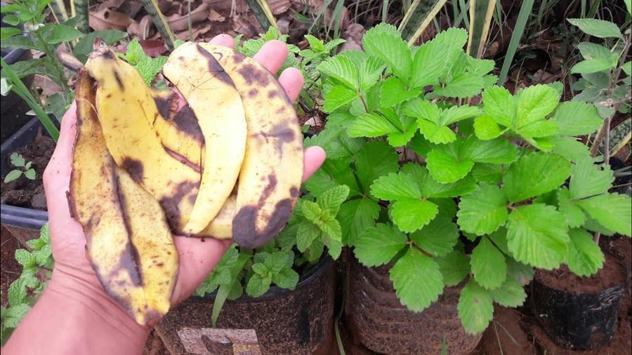 Aprenda a utilizar a casca de banana para adubar suas plantas