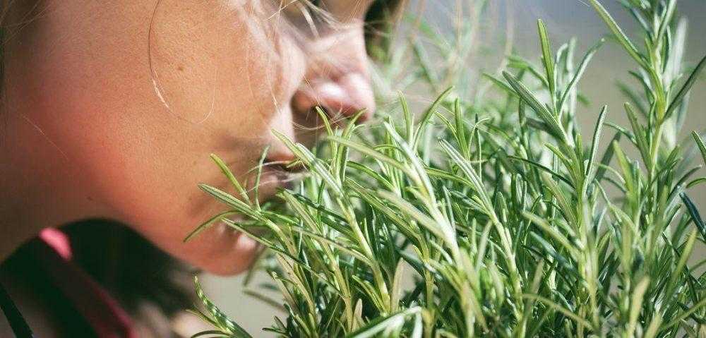 Cheirar alecrim pode melhorar sua memória em 75%, diz estudo