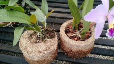 Como plantar orquídeas em xaxim