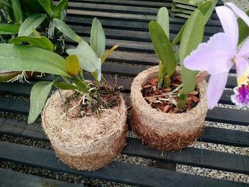 Como plantar orquídeas em xaxim