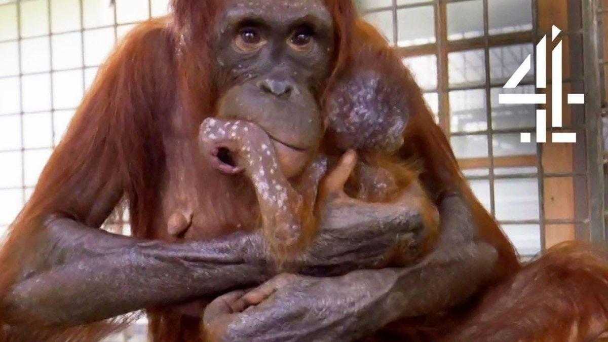 Mãe orangotango finalmente se reúne com seu bebê sequestrado e sua reação nos emocionou