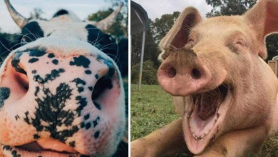 9 selfies de animais que farão seu dia mais feliz