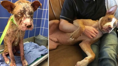 20 antes e depois de cães resgatados que vão te convencerão a adotar agora